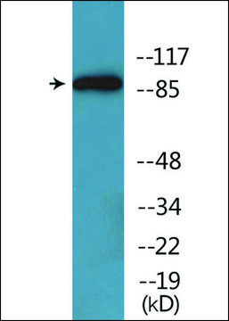 抗-磷酸化-Trk A (pTyr701) 兔抗 affinity isolated antibody