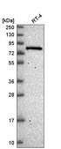 Anti-ESRP2 antibody produced in rabbit Prestige Antibodies® Powered by Atlas Antibodies, affinity isolated antibody