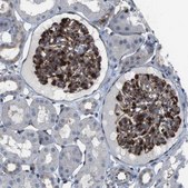 Anti-PCOLCE2 antibody produced in rabbit Prestige Antibodies® Powered by Atlas Antibodies, affinity isolated antibody, buffered aqueous glycerol solution