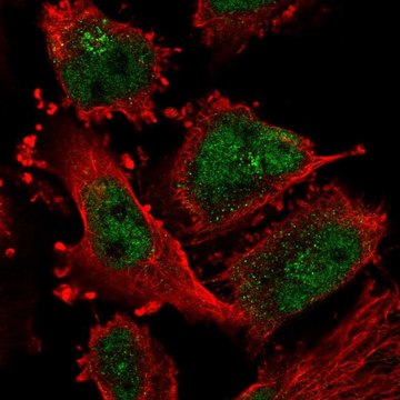 Anti-ATR antibody produced in rabbit Prestige Antibodies&#174; Powered by Atlas Antibodies, affinity isolated antibody