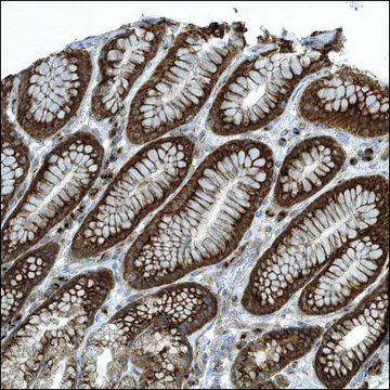 Anti-BHLHE40 antibody produced in rabbit Prestige Antibodies&#174; Powered by Atlas Antibodies, affinity isolated antibody, buffered aqueous glycerol solution