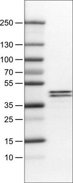 Monoclonal Anti-APOL1 antibody produced in mouse Prestige Antibodies&#174; Powered by Atlas Antibodies, clone CL0173, purified immunoglobulin, buffered aqueous glycerol solution