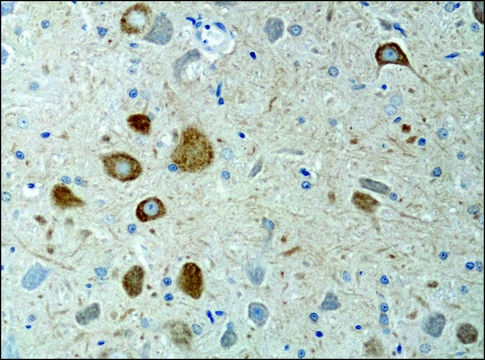 Anti-KIF3A antibody produced in rabbit IgG fraction of antiserum, buffered aqueous solution