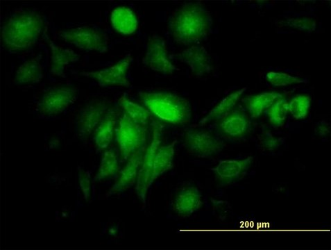 Monoclonal Anti-FTL antibody produced in mouse clone X1, purified immunoglobulin, buffered aqueous solution