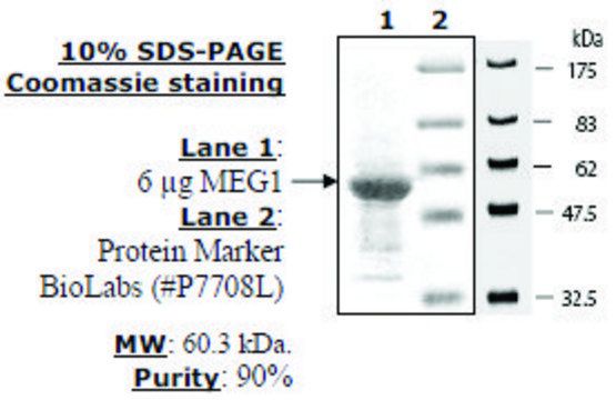 MEG-1 Active human recombinant, expressed in E. coli, &#8805;90% (SDS-PAGE)