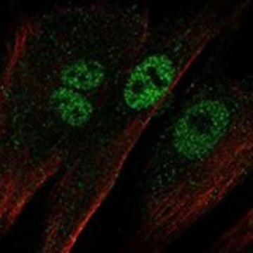 Anti-EBF2 antibody produced in rabbit Prestige Antibodies&#174; Powered by Atlas Antibodies, affinity isolated antibody, buffered aqueous glycerol solution