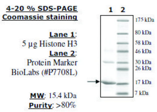 组蛋白H3全长 人 recombinant, expressed in E. coli, &#8805;80% (SDS-PAGE)