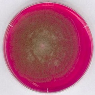 孟加拉红氯霉素琼脂 suitable for microbiology, NutriSelect&#174; Plus