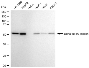 Anti Alpha Tubulin Antibody, clone 24GB2020, Rabbit Monoclonal clone 24GB2020, recombinant rabbit monoclonal, expressed in HEK293 cells