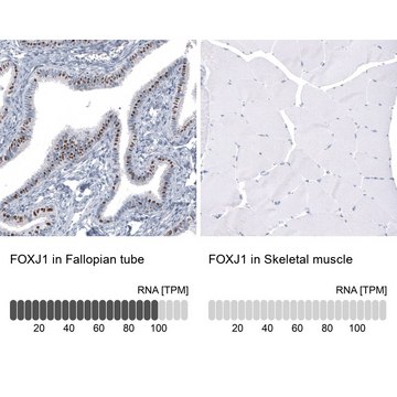 Monoclonal Anti-FOXJ1 antibody produced in mouse Prestige Antibodies&#174; Powered by Atlas Antibodies, clone CL3989, purified immunoglobulin