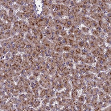 Anti-NSUN6 antibody produced in rabbit Prestige Antibodies&#174; Powered by Atlas Antibodies, affinity isolated antibody, buffered aqueous glycerol solution