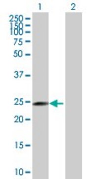 Anti-MRPL40 antibody produced in mouse purified immunoglobulin, buffered aqueous solution