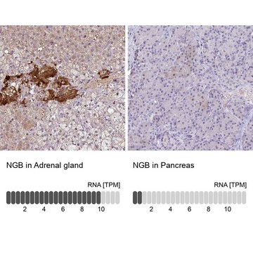 Anti-NGB antibody produced in rabbit Prestige Antibodies&#174; Powered by Atlas Antibodies, affinity isolated antibody, buffered aqueous glycerol solution