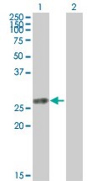 Anti-TK1 antibody produced in mouse purified immunoglobulin, buffered aqueous solution