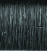 Carbon nanotube array, multi-walled vertically aligned on silicon wafer substrate