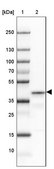 Anti-PRRT1 antibody produced in rabbit Prestige Antibodies® Powered by Atlas Antibodies, affinity isolated antibody, buffered aqueous glycerol solution