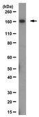 Anti-Lysine-specific demethylase 5C Antibody from rabbit, purified by affinity chromatography