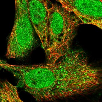 Anti-KPNA1 antibody produced in rabbit Prestige Antibodies&#174; Powered by Atlas Antibodies, affinity isolated antibody