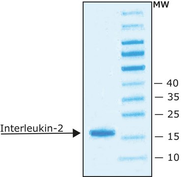 Interleukin-2 from mouse IL-2, recombinant, expressed in E. coli, lyophilized powder, suitable for cell culture