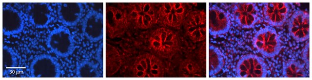 Anti-CEBPB antibody produced in rabbit affinity isolated antibody