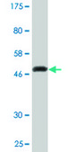 Monoclonal Anti-KCNIP1 antibody produced in mouse clone 3D9, purified immunoglobulin, buffered aqueous solution