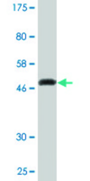 Monoclonal Anti-KCNIP1 antibody produced in mouse clone 3D9, purified immunoglobulin, buffered aqueous solution