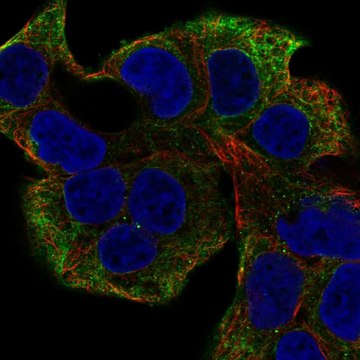 Anti-Nrap Antibody Produced In Rabbit Prestige Antibodies&#174; Powered by Atlas Antibodies, affinity isolated antibody, buffered aqueous glycerol solution