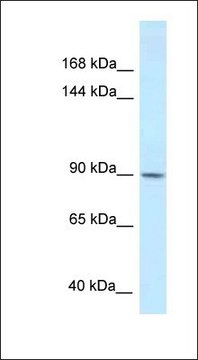 Anti-DACT1 antibody produced in rabbit affinity isolated antibody