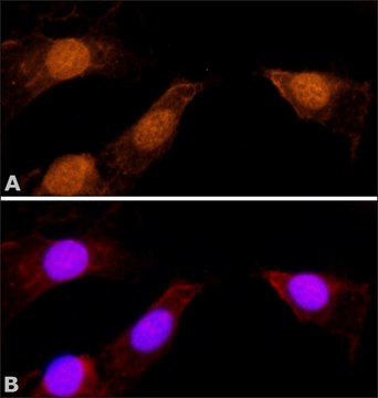 Anti-Myosin I&#946; (Nuclear) antibody produced in rabbit affinity isolated antibody, buffered aqueous solution