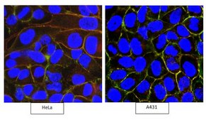 Anti-CD46 Antibody, clone 8A9.1 clone 8A9.1, from mouse