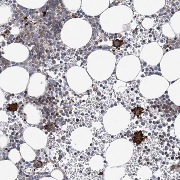 Anti-ARAP2 antibody produced in rabbit Prestige Antibodies&#174; Powered by Atlas Antibodies, affinity isolated antibody, buffered aqueous glycerol solution