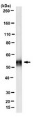 Anti-Properdin Antibody, clone 3A3E1 clone 3A3E1, from mouse