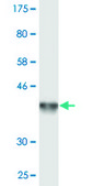Monoclonal Anti-FZD7 antibody produced in mouse clone 4D9, purified immunoglobulin, buffered aqueous solution