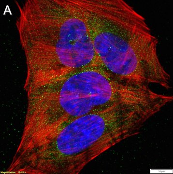 Anti-m6A Antibody, clone 17-3-4-1 ZooMAb&#174; Mouse Monoclonal recombinant, expressed in HEK 293 cells