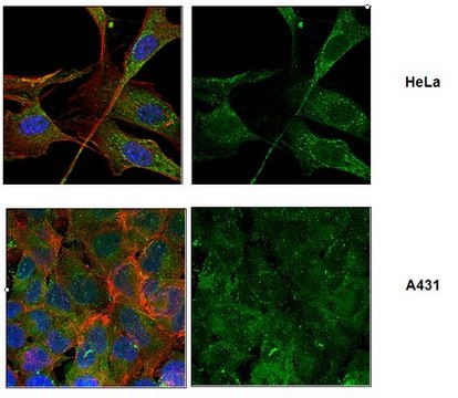 Anti-Astrin/SPAG5, clone 8B2 Antibody clone 8B2, from rat