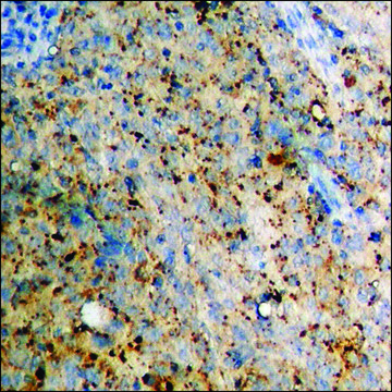 Anti-phospho-CXCR4 (pSer339) antibody produced in rabbit affinity isolated antibody