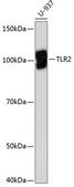 Anti-TLR2 antibody produced in rabbit