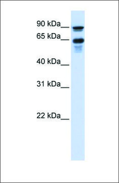 Anti-VGF antibody produced in rabbit affinity isolated antibody