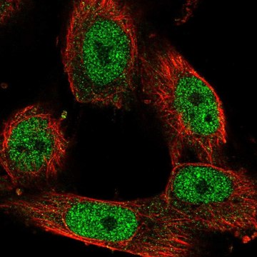 Anti-STAG1 antibody produced in rabbit Prestige Antibodies&#174; Powered by Atlas Antibodies, affinity isolated antibody