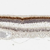 Anti-IMPG2 antibody produced in rabbit Prestige Antibodies® Powered by Atlas Antibodies, affinity isolated antibody