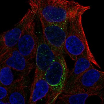 Anti-GCKR antibody produced in rabbit Prestige Antibodies&#174; Powered by Atlas Antibodies, affinity isolated antibody