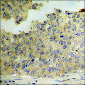 Anti-phospho-p300 (pSer89) antibody produced in rabbit affinity isolated antibody