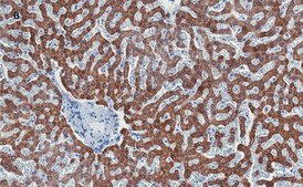 Anti-Stat3 Antibody, clone 4N11, ZooMAb® Rabbit Monoclonal recombinant, expressed in HEK 293 cells