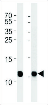 ANTI-NDUA4(C-TERMINAL) antibody produced in rabbit affinity isolated antibody, buffered aqueous solution