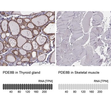 Anti-PDE8B antibody produced in rabbit Prestige Antibodies&#174; Powered by Atlas Antibodies, affinity isolated antibody, buffered aqueous glycerol solution