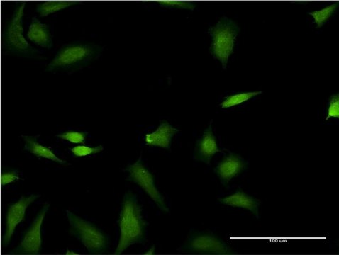 Monoclonal Anti-FNTB antibody produced in mouse clone 3A9, purified immunoglobulin, buffered aqueous solution