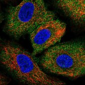 Anti-ARHGEF1 antibody produced in rabbit Prestige Antibodies® Powered by Atlas Antibodies, affinity isolated antibody