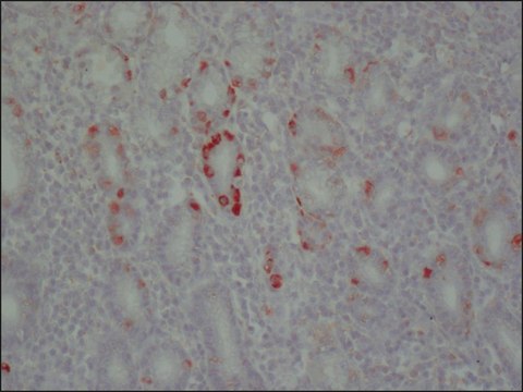 Anti-Chromogranin-A antibody, Mouse monoclonal clone CHGA(419), purified from hybridoma cell culture