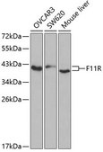 Anti-F11R antibody produced in rabbit