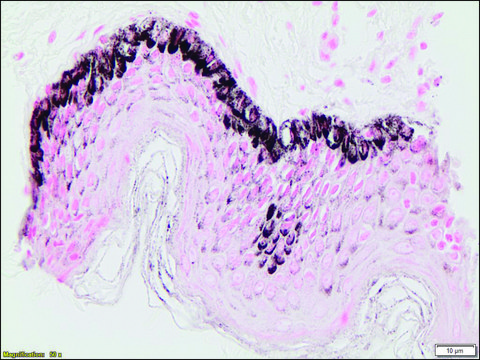 Melanin TISSUE-TROL&#8482; Control Slides from human skin